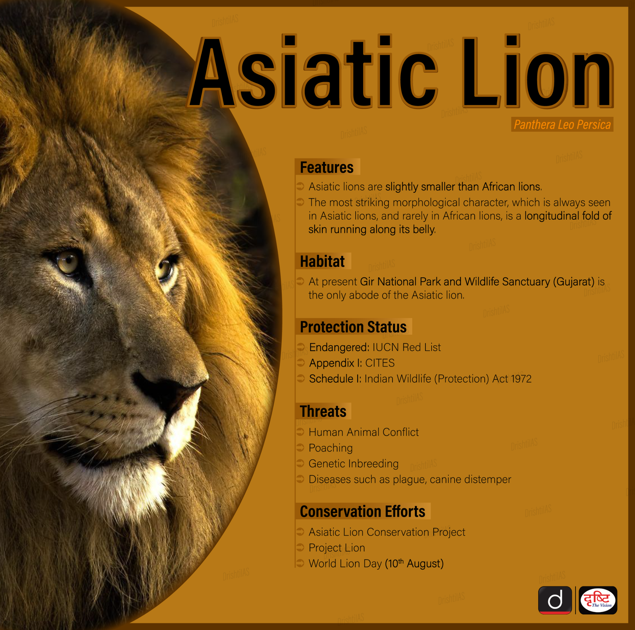 Asiatic Lion